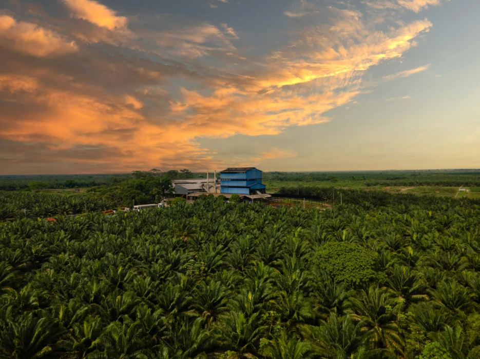 Palmeras en Santander